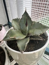 Agave titanota blue for sale  NORTHAMPTON
