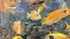 Lot african cichlids for sale  Sparta