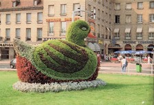 Creil canard d'occasion  France