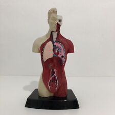 Human anatomy model for sale  DEWSBURY