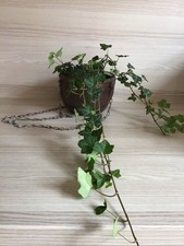 Blumen übertopf zum gebraucht kaufen  Troisdorf
