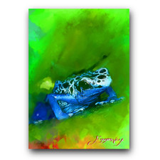 poison dart frog for sale poison dart frog for sale Pasco