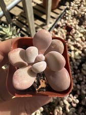 2pcs pink moonstone for sale  Rancho Cucamonga