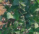Vegetable runner bean for sale  WREXHAM