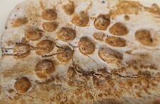 Peau crocodile fossilisée d'occasion  France