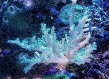 Pure white scelerophyton for sale  HOLMFIRTH