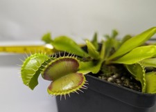 Dionaea muscipula venere usato  Urbisaglia