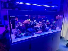 500l eheim meerwasseraquarium gebraucht kaufen  Erlangen