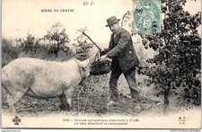 Groupe cherchant truffe d'occasion  France