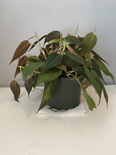 Pot mican philodendron for sale  Apopka