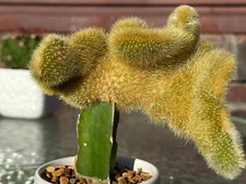 Large cleistocactus winteri for sale  New York