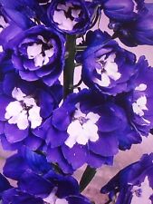 Delphinium magic fountains for sale  SOUTHAMPTON
