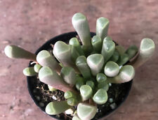 Fenestraria aurantiaca baby for sale  San Marcos