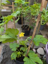 Flowering bitter gourd for sale  BURY ST. EDMUNDS