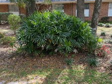 Rhapis excelsa seeds. for sale  Gainesville