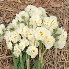 Bridal crown daffodil for sale  SPALDING