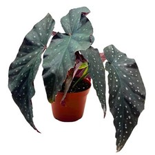 Harmony foliage harmony for sale  Apopka