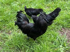 10x bruteier ayam gebraucht kaufen  Gütersloh