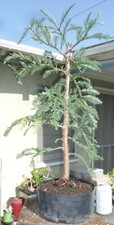 Sequoia sempervirens soquel for sale  Rosemead