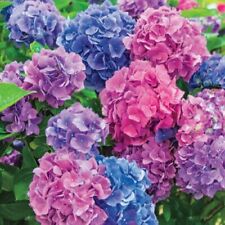Dreamin hydrangea starter for sale  Mobile