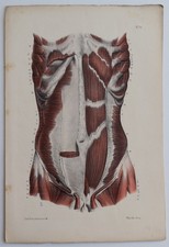 Anatomie myologie région d'occasion  Limoges-