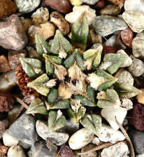 Ariocarpus kotschoubeyanus var usato  Napoli