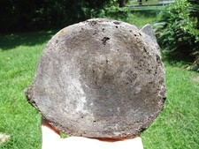 Awesome mastodon cervical for sale  Tallahassee