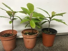 Sweet chestnut trees for sale  NOTTINGHAM