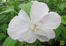 Hibiscus moscheutos pure gebraucht kaufen  Wuppertal