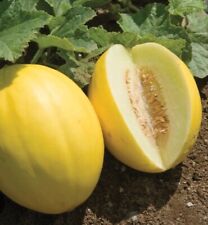 Canary melon musk for sale  Callahan