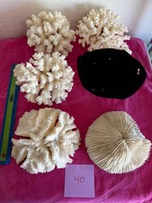 Large dry coral for sale Large dry coral for sale  Glendale