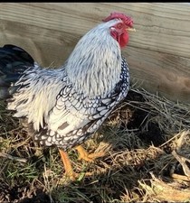 Silver laced wyandotte for sale  VENTNOR