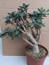 Senecio fulgens kakteen gebraucht kaufen  Stuttgart