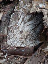 Baumrinde walnuss holzrinde gebraucht kaufen  Warthausen