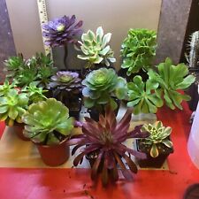 Different aeoniums for sale  UK