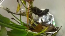 Purple pickerel rush for sale  Henrico