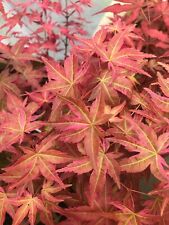 Japanese maple akaji for sale  Woodburn