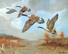Canada geese flight for sale  Springdale