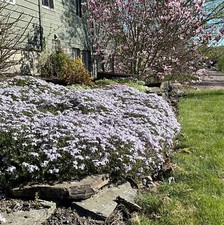 Phlox subulata blue for sale  Jasper