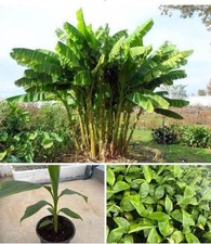 Musa japonica basjoo d'occasion  Carnières