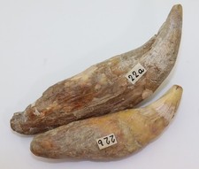 Höhlenbär ursus spelaeus gebraucht kaufen  Weeze