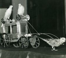 1950 animals birds for sale  STOCKPORT