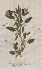 Violetas Stiefmütterchen Viola Impresión Natural Kniphof 1757 comprar usado  Enviando para Brazil