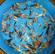 100 lot assorted for sale  Lima