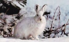 Hase lepus timidus gebraucht kaufen  Deutschland