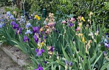 Iris germanica colori usato  Bologna
