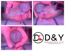Live aquarium flowerhorn for sale  Carrollton