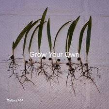 Windmill palm seedlings for sale  Peachtree Corners
