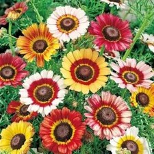 240 seeds daisy for sale  Phoenix
