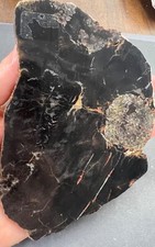 Fossilized agatized sequoia for sale  Bogalusa